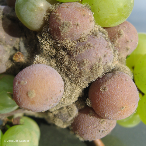 Grapes affected by gray rot