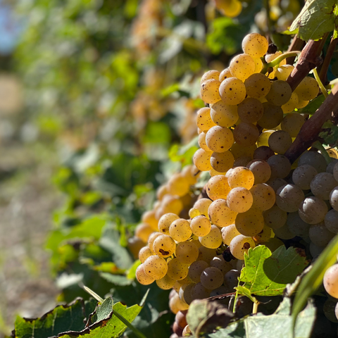 Raisins | Vignoble de l'Orpailleur