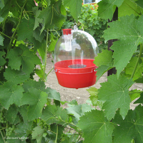 Un piège dans les vignes