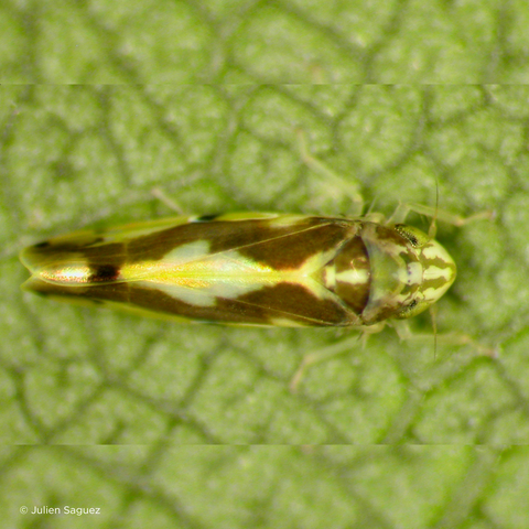 A leafhopper