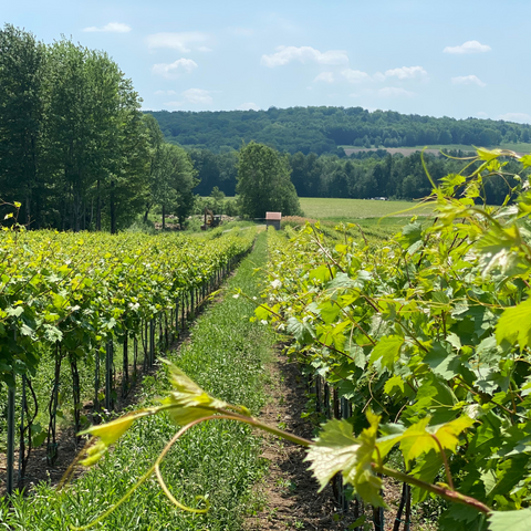 Rustic vines | Orpailleur vineyard