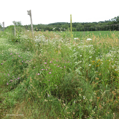 Vignoble de l'Orpailleur | Nos bandes de fleurs sauvages