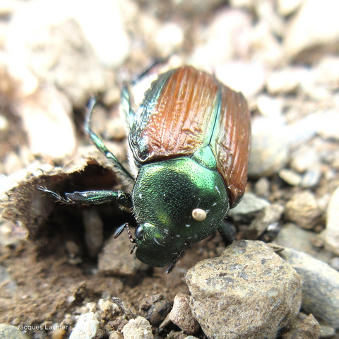 The egg hatched and the larva penetrated inside the Japanese beetle