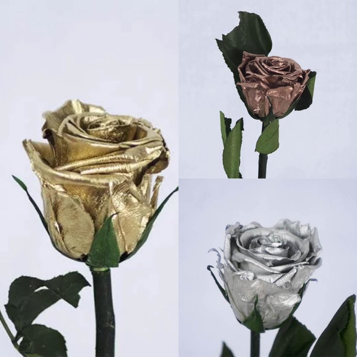 Rosa eterna preservada colores metálizados de Floréate – Floreate