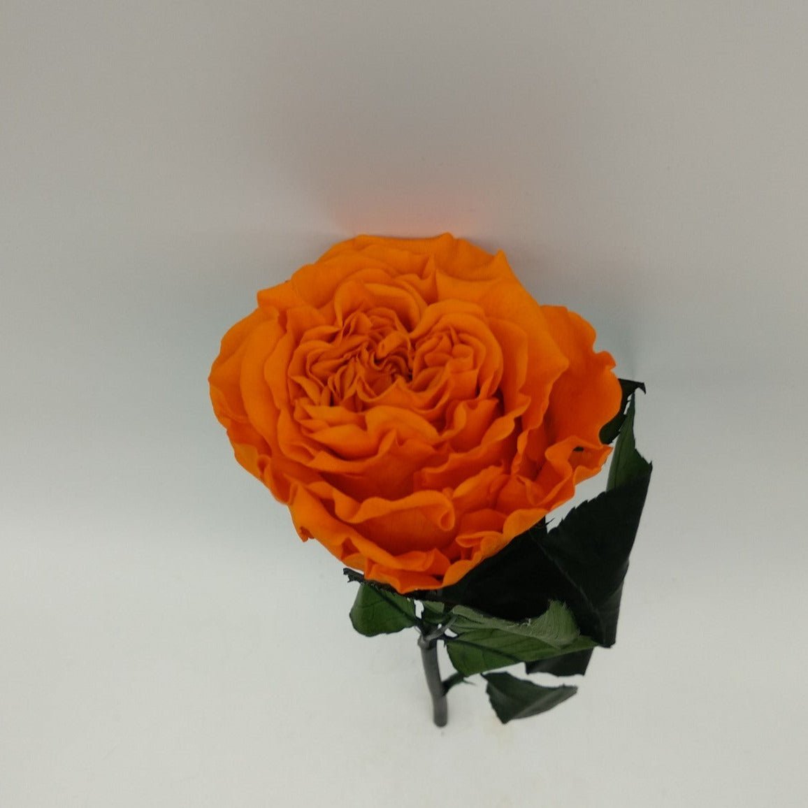 Rosa eterna preservada de Rosa Real – Floreate