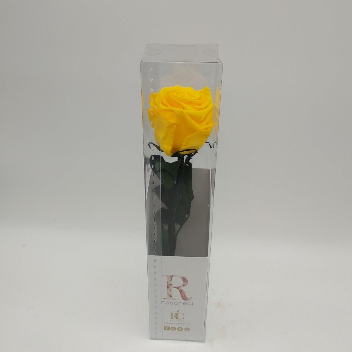 Rosa eterna preservada de Rosa Real – Floreate