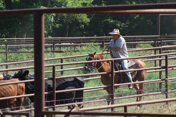 Paul Andelin working cattle in the corral.