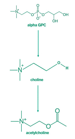 Alpha gpc benefits increase motivation Alpha gpc choline Alpha gpc dosage Acetylcholine function motivational boost