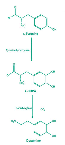 how to increase dopamine naturally  what does dopamine do  l tyrosine benefits side effects of l tyrosine l tyrosine for dopamine