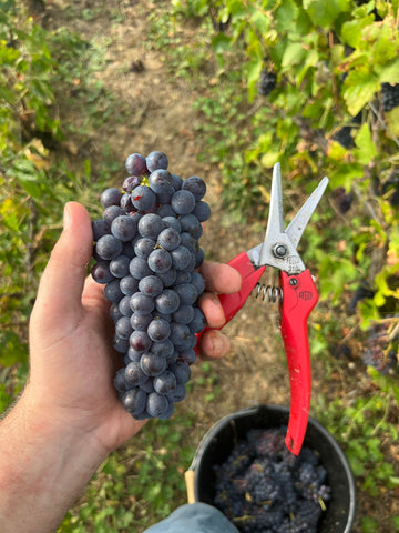 Picking grapes in champagne - Denis Patoux