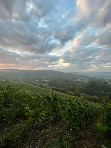 Early morning in champagne - Denis Patoux