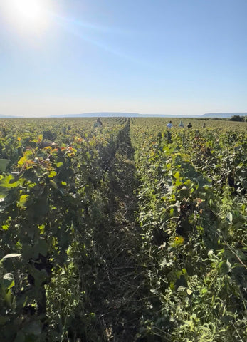 Veuve Clicquot harvest - Valée de la Marne