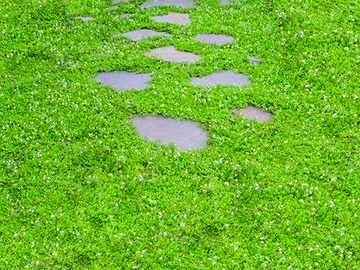 creeping speedwell ground cover