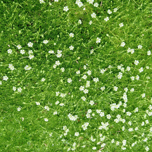 Irish Moss Plants grown from seed.