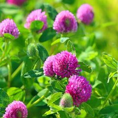 Image of beautiful bright purple red clover.