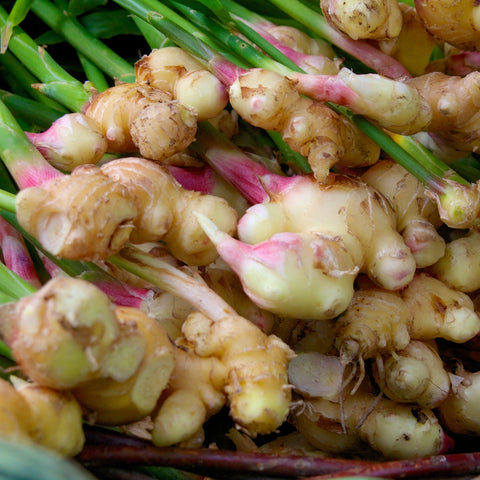 Image of fresh ginger in a bunch.