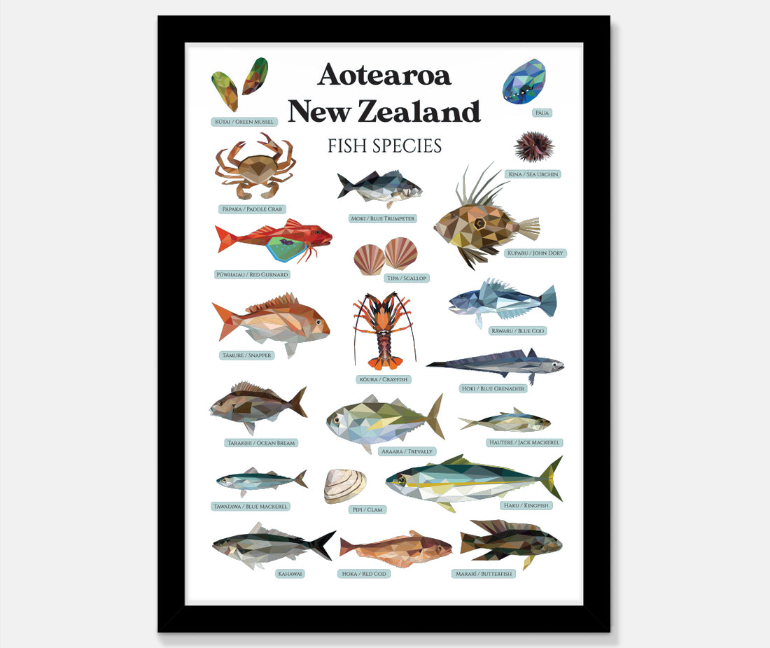 Fish Species of New Zealand Poster by Giselle Clarkson