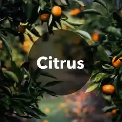 citrus_Perfume