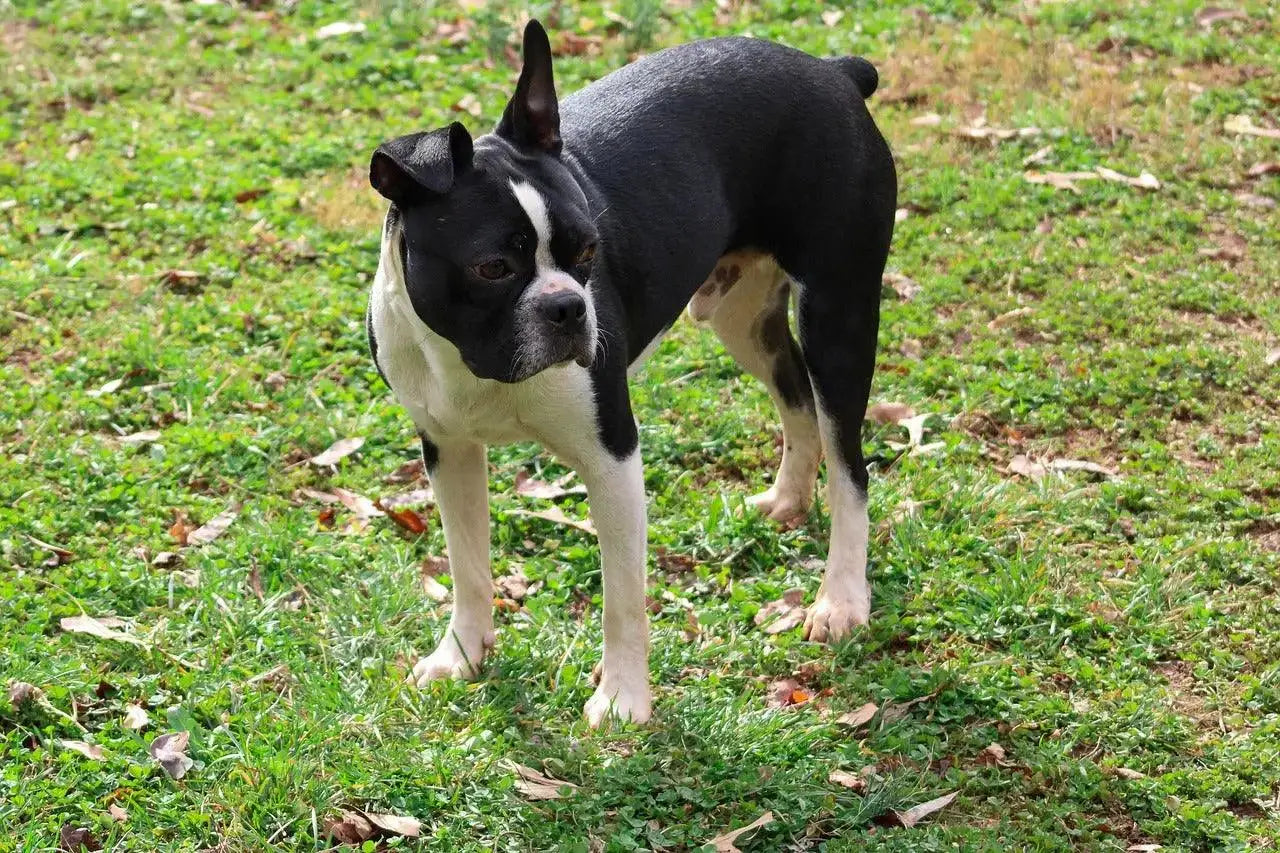 do boston terriers get cherry eye