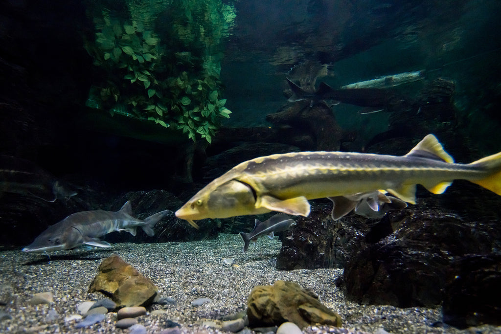 pond-fish-food-sturgeon