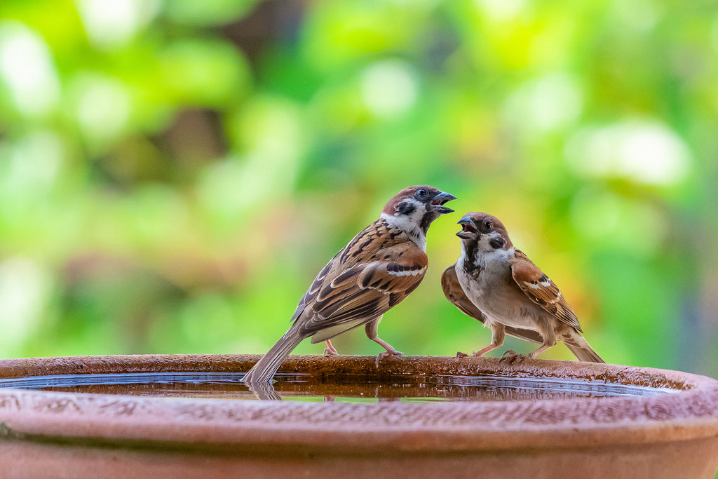 bird-food-uk