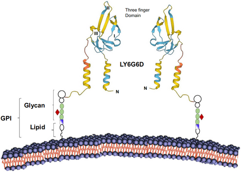 Figure 1: Structure of LY6G6D