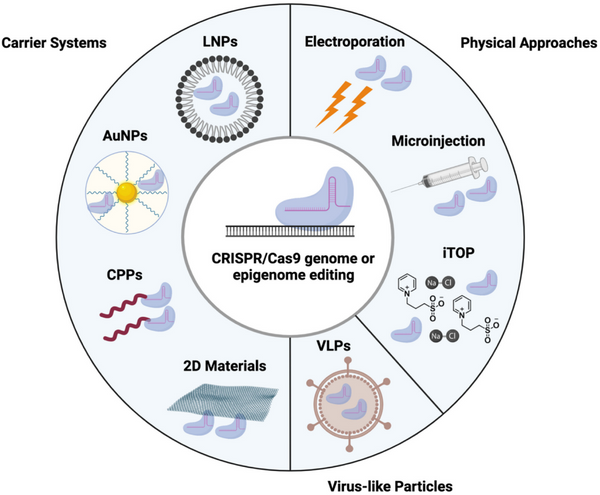 Methods of RNP delivery