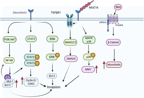 MSLN-related signaling pathways