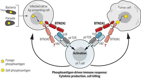 Activation of γδ T cells by BTN3A1-BTN2A1 heterodimers