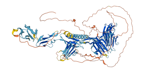 SEZ6 structure