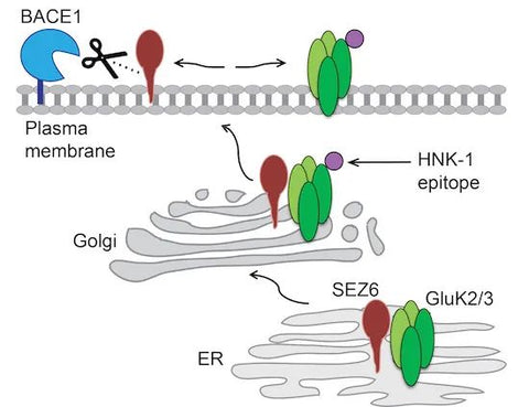 SEZ6 regulates GluK2/3