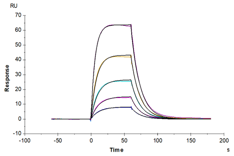 prMHC_Figure 3