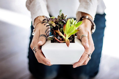 Succulents to fill the first home of your friend with a green thumb. Photo by Pixabay.