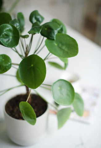 Low-maintenance and simply aesthetically pleasing, a money tree is the perfect small apartment gift. Photo by Xinyi Zhang.