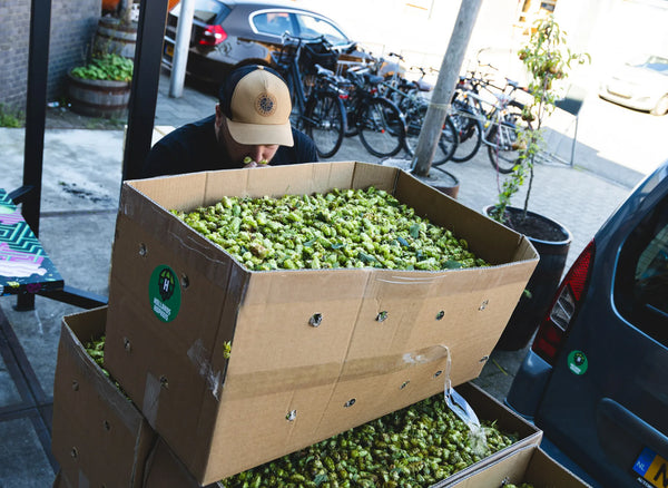 Direct toen de verse hop aangekomen was in de brouwerij is de kwaliteit gecontroleerd!