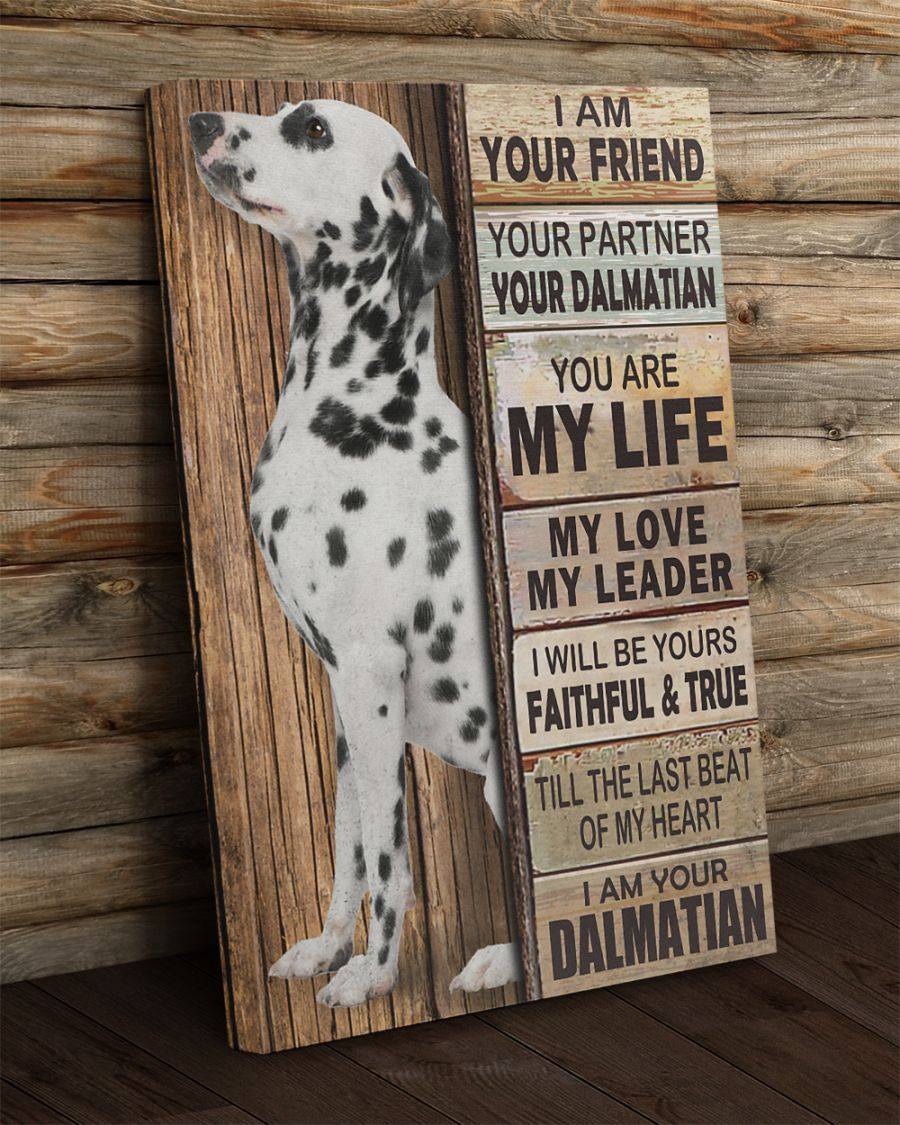 can a poitevin and a dalmatian be friends