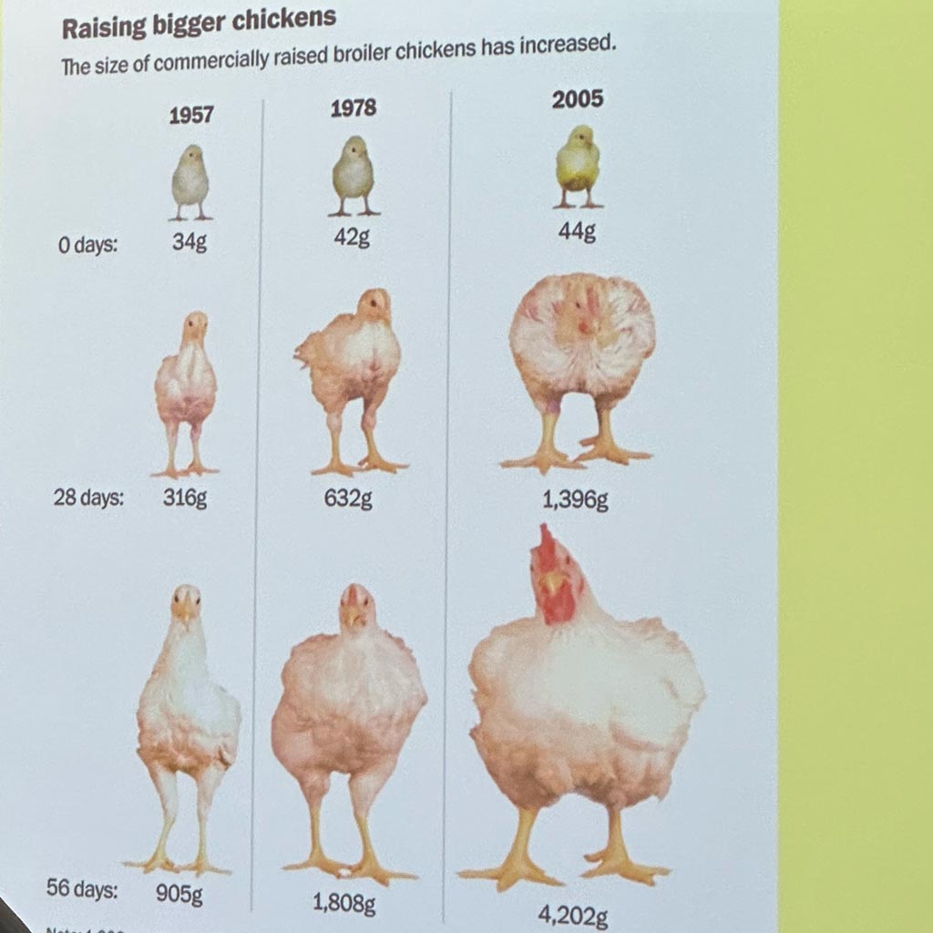 industrial hen growth rate