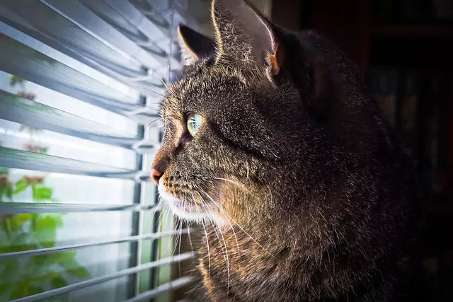 Katt følger nøye med ut gjennom vinduet