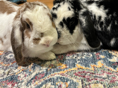 Two lop eared rabbit sitting closely together.