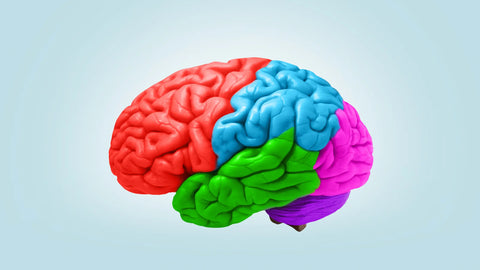 Improves Brain Function
