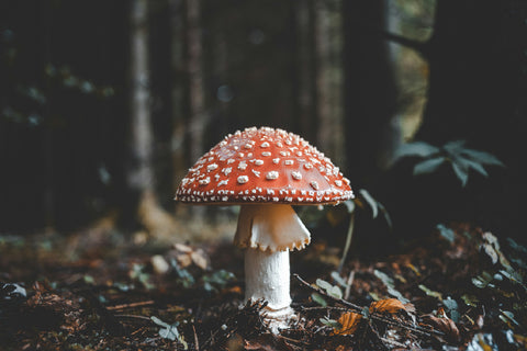 amanita mushroom