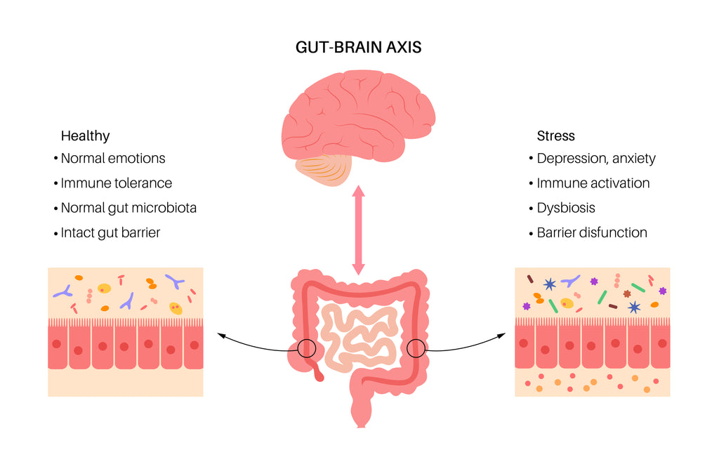 the gut-brain connection