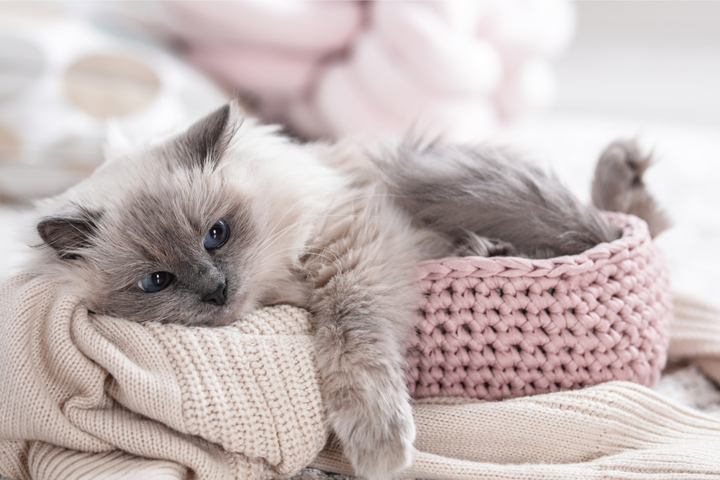 probiotic strains for cats