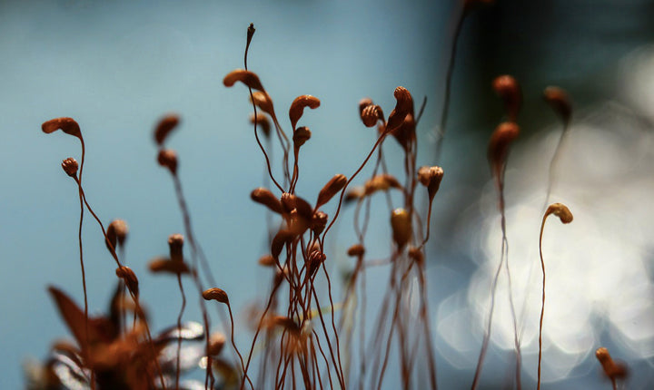 soil based organisms