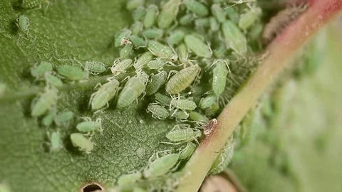 
  Aphids