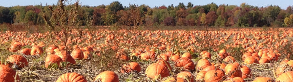 Image of a local pumpkin patch. Photo from JumpStory images