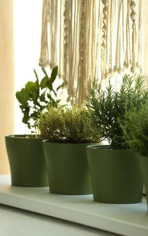 Potted herbs in a windowsill 