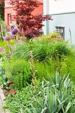 A lawn that's been rewilded