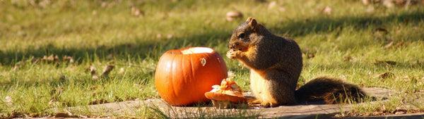 Squirrel eating a pumpkin