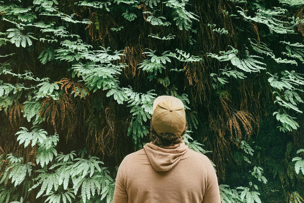 Fern Canyon, Redwoods